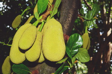 Young jackfruits on tree.
