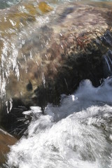 acqua