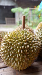 Fototapeta premium sweet durian fruit
