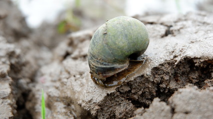 snails who are looking for food in the fields