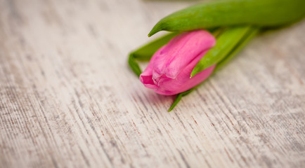 Pink tulip on light background