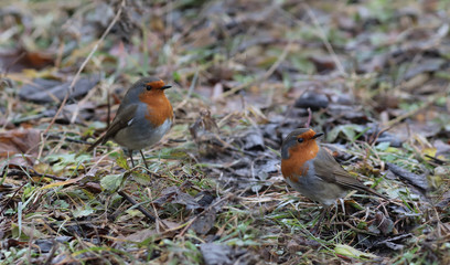 A pair of Robins clean the fallen leaves from insects