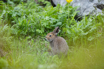 Hare on a background of green grass in the forest closeup.