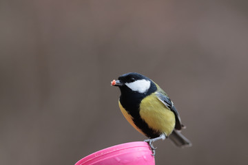 The Great Tit sit on the feeder and holds a larva in its beak ...