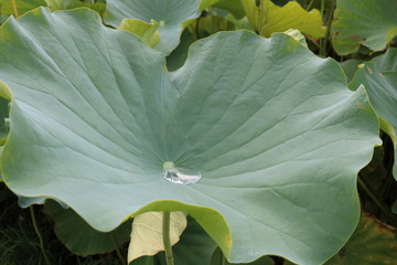 蓮の葉　夏　水滴　大賀ハス　茨城