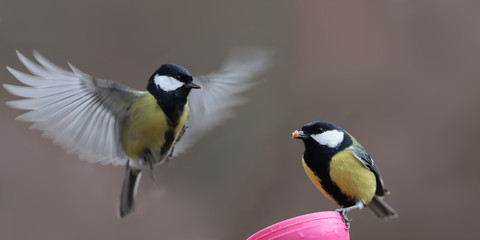 Naklejka premium Dwie sikory w pobliżu karmnika ... Jedna siada na karmniku i trzyma larwę w dziobie. Inny wzlatuje z otwartymi skrzydłami ...