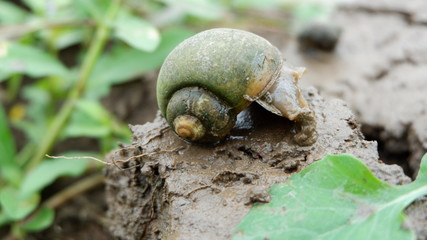 snails who are looking for food in the fields