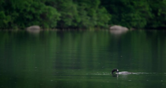 Loon dive under water in slow motion on a pond.