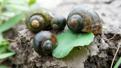 snails who are looking for food in the fields