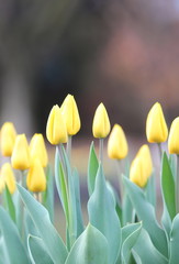 Yellow tulip flower background