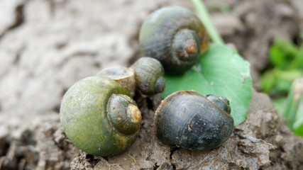 snails who are looking for food in the fields
