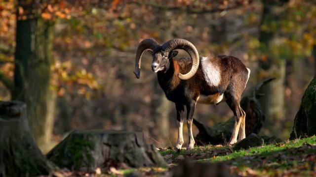 Mouflon (Ovis orientalis musimon) in autumn forest