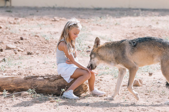 Little girl giving food to the wolf