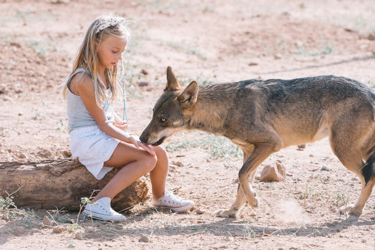 Little girl giving food to the wolf