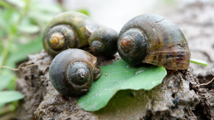 snails who are looking for food in the fields