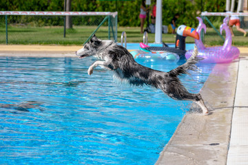 dog jumping water pool