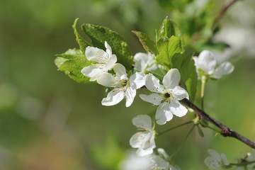 Snow-white flowers of cherrytree bloomed among young green leaves in the spring garden