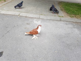 Rare pigeon