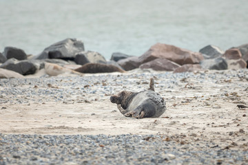 A grey seal lies on the beach on Helgoland