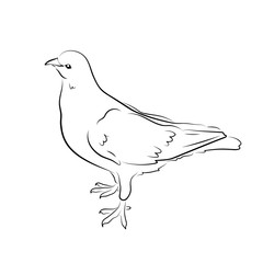 Vector illustration. Sketch of a dove