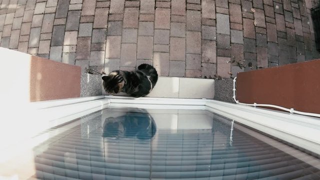 Leave cat inside through front door 4K. Glassdoor top point of view of everything in focus, the cat freely walk into the home.