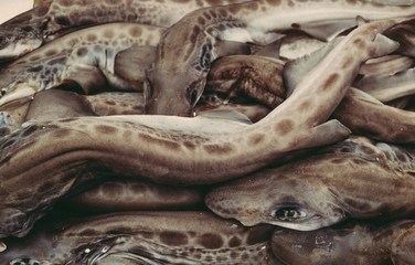 Naklejka premium Fish