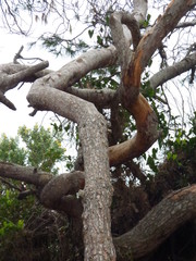 Arbre