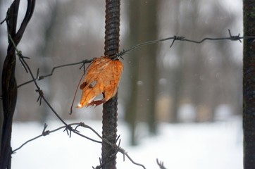 a leaf on the barbed wire