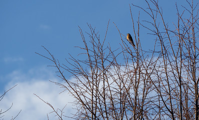 a bird sits on top of a tree against a blue sky