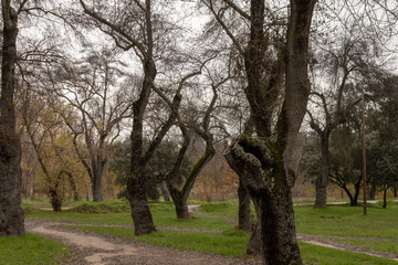 Photo of trunks in a park