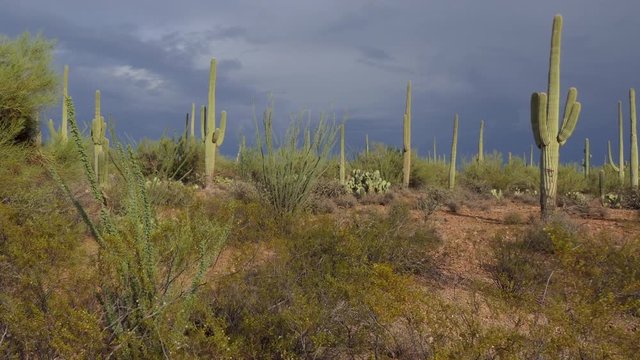 View of Saguaro National Park in Arizona, United States of America. Iconic American landscape with cactus, tree, plant, flora, vegetation and natural beauty at late afternoon. Beautiful desert scenery