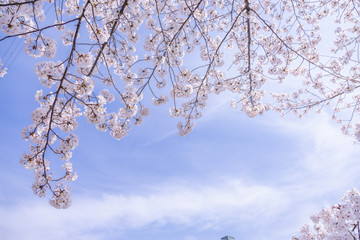 Fototapeta premium 満開の桜