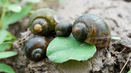 snails who are looking for food in the fields
