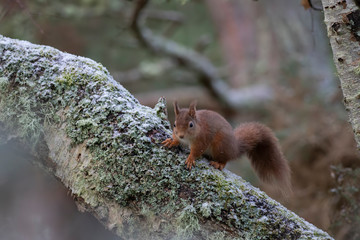 red Squirrels, Sciurus vulgaris, running, jumping and eating nuts on snow and frost covered ground and birch branch during January in Scotland.