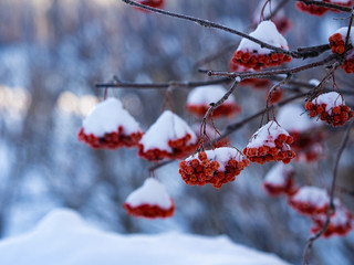 Rowan berries on a branch covered with snow on a frosty and sunny day in the park