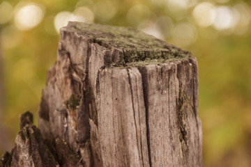 stump blurred background