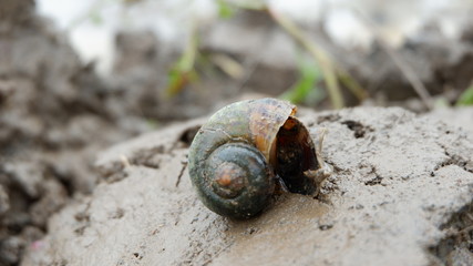 snails who are looking for food in the fields