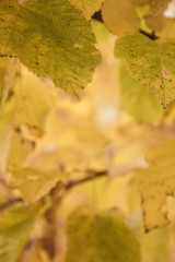 autumn leaves on background