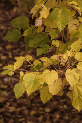 maple leaves in autumn
