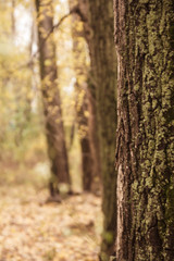 tree in autumn forest