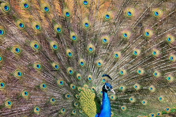 Obraz premium Beautiful feather bird peacock