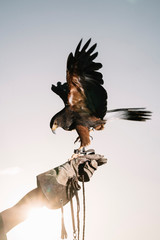 Cute hawk perched on his hand trainer