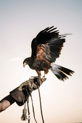 Cute hawk perched on his hand trainer © karrastock