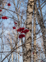 Bright red rowan in the winter snowy forest in Russia