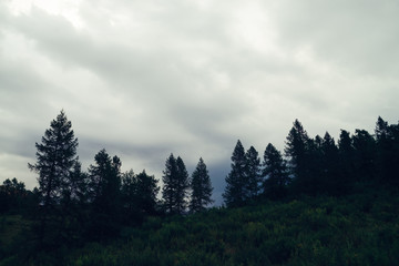 Dark silhouettes of old high pines and spruces from below upwards on background of cloudy sky with copy space. Coniferous trees on hill closeup. Eerie atmospheric landscape. Gloomy wilderness woodland