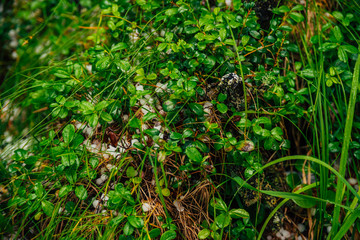 Hailstones on ground among rich vegetation in macro. Big hailing on plants close-up. Natural background of hail with greenery. Hailstorm dropping among grasses. Abnormal precipitation. Amazing weather