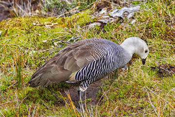 Male Upland Goose or Magellan Goose (Chloephaga picta). Tierra del Fuego National Park, Argentina