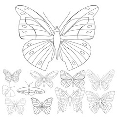 Obraz na płótnie Canvas vector isolated, set of butterflies sketch