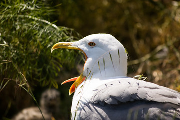 Gaviota con el pico abierto