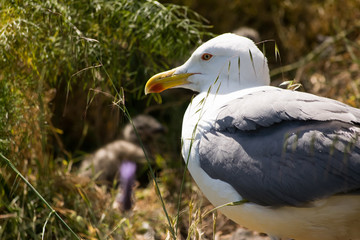 Gaviota